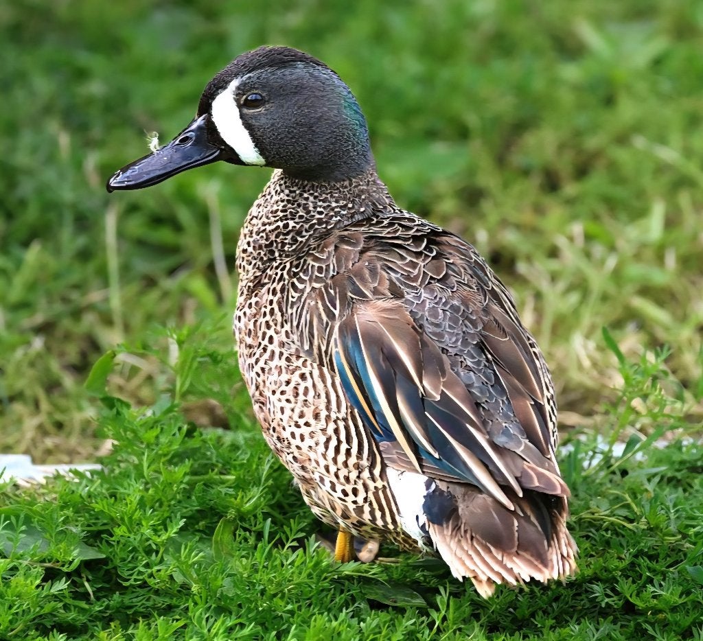 GEZOCHT blauwvleugel taling blauwvleugeltaling woerd man, Mannelijk, Eend