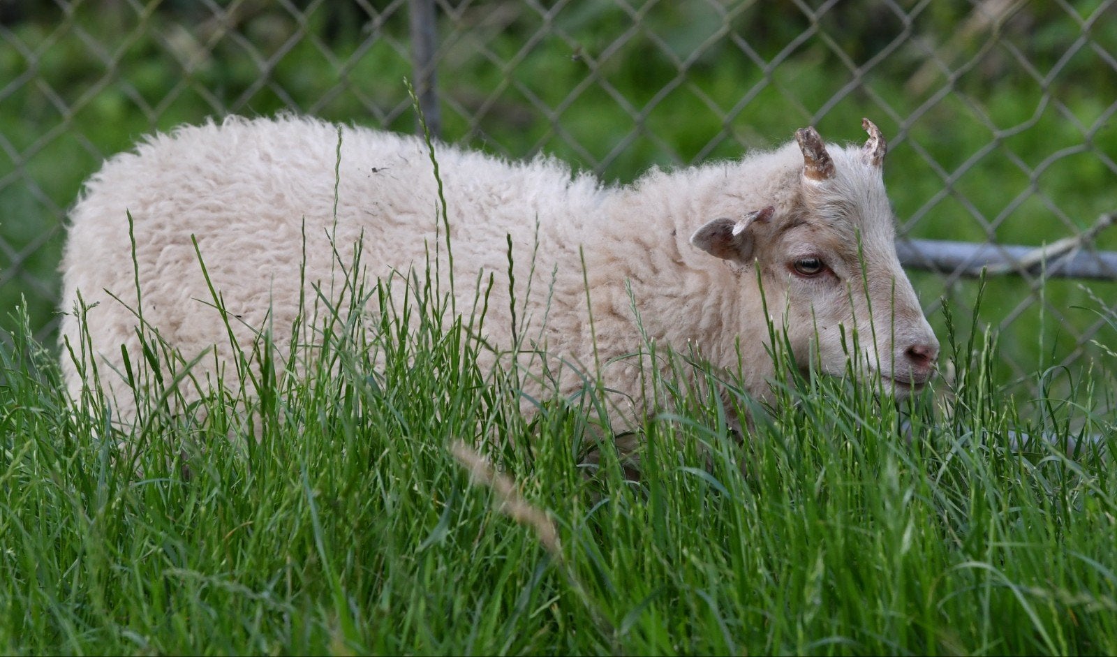 Leuk quessant rammetje, Mannelijk, Schaap, 0 tot 2 jaar