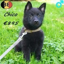 Schipperke - speelse en slimme hondjes te koop, België, CDV (hondenziekte), 8 tot 15 weken, Meerdere