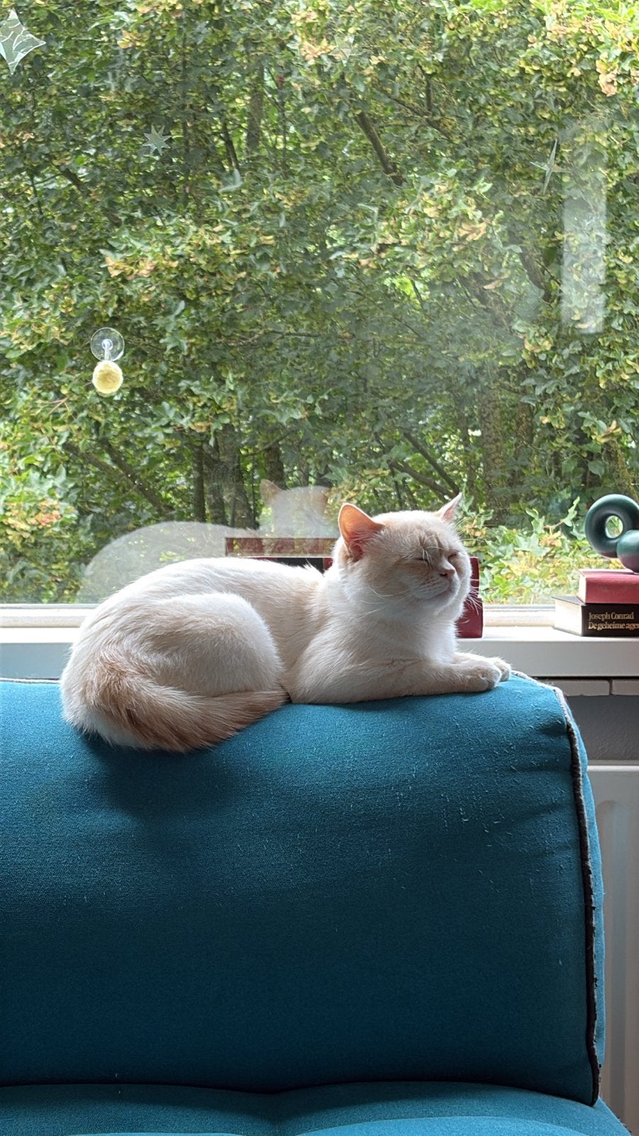 Kater zoekt een poes voor dekking