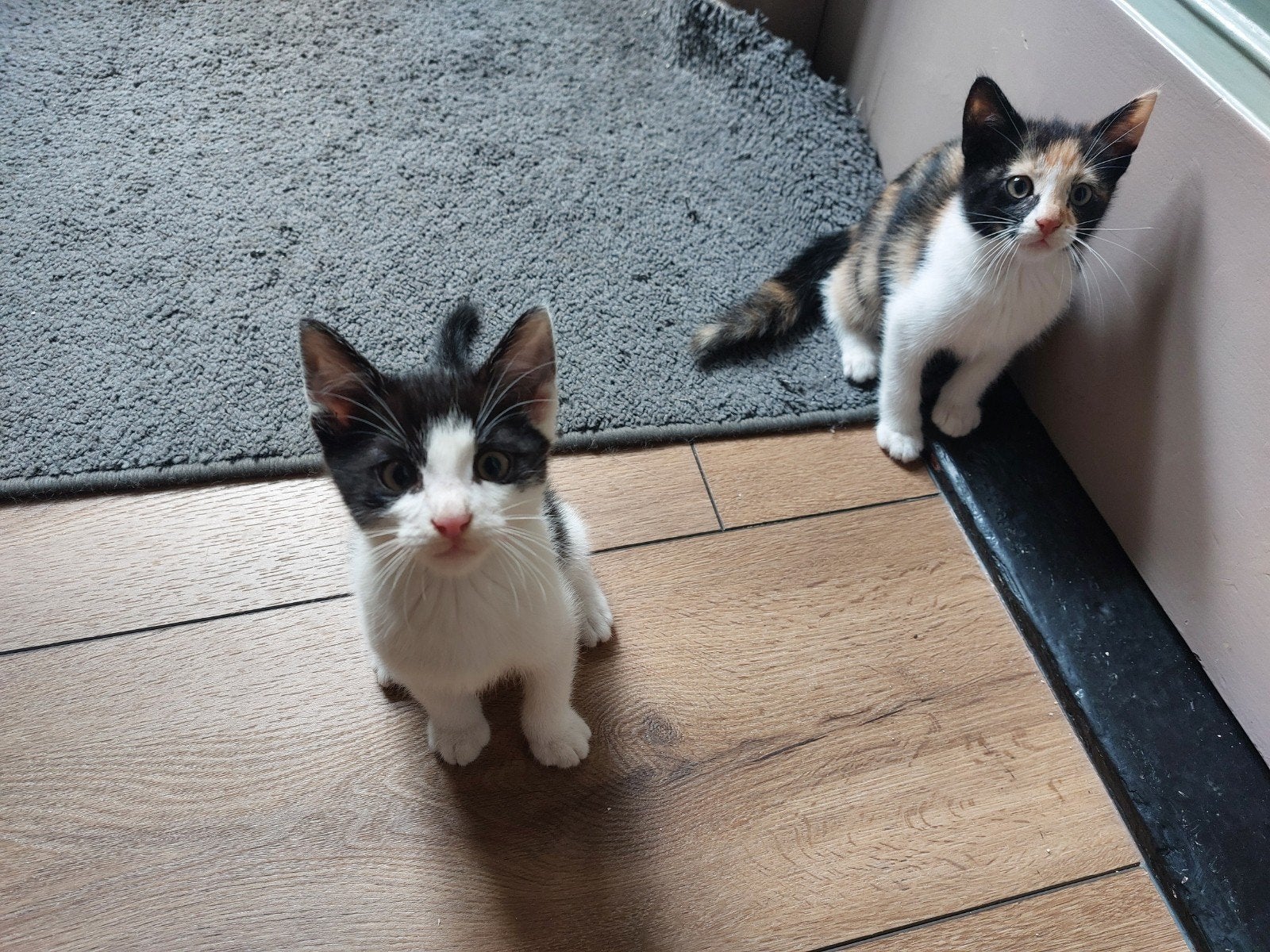 Kittens, Dieren en Toebehoren, Meerdere dieren, Kortharig, 0 tot 2 jaar