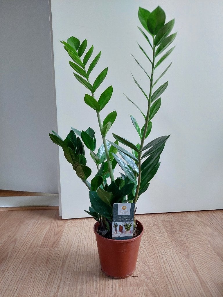 Zamioculcas Zamiifolia - ZZ-plant / Emerald Palm / Kamerpalm, Huis en Inrichting, Kamerplanten, Ophalen, Vetplant, Halfschaduw