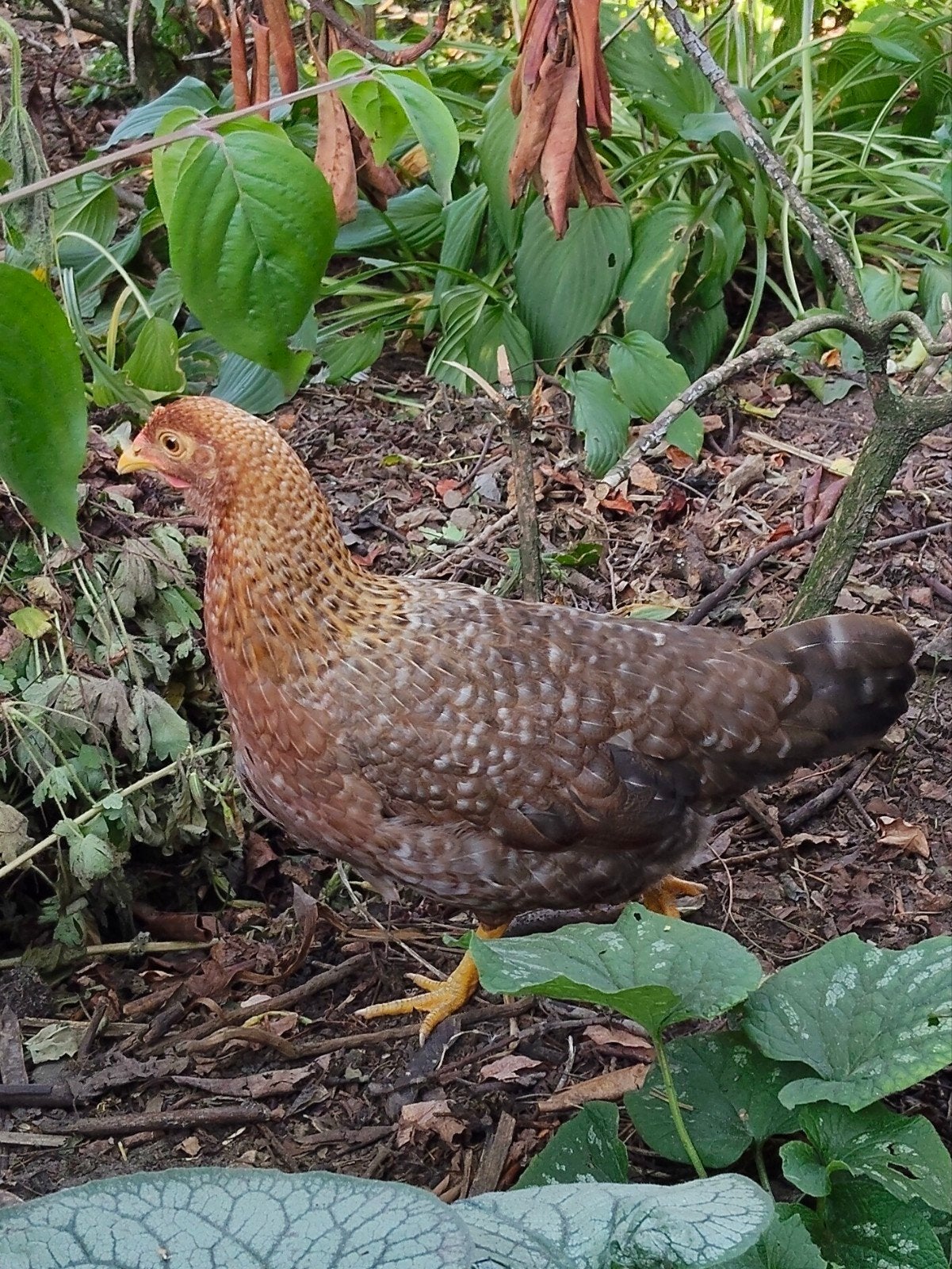 jonge bielefelder kriel hennetjes, Dieren en Toebehoren, Vrouwelijk, Kip