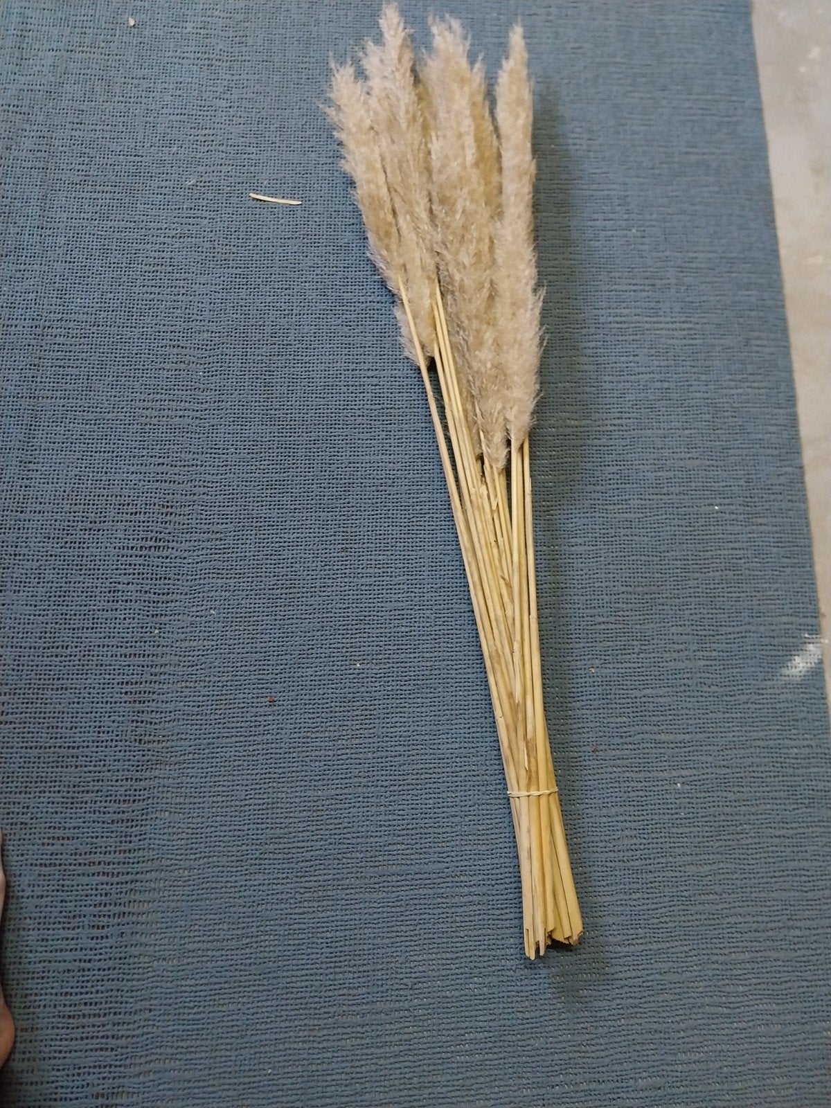 Gedroogd Pampasgras - Natuurlijke Decoratie, Beige, Boho, Ophalen of Verzenden, Zo goed als nieuw