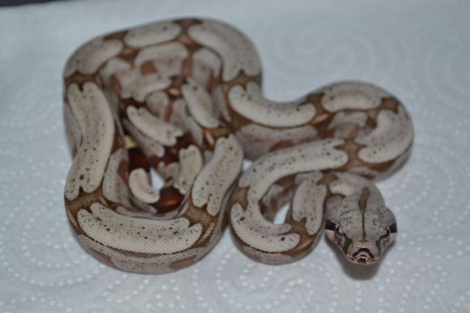 Boa constrictor amarali Boa Constrictor photo 5