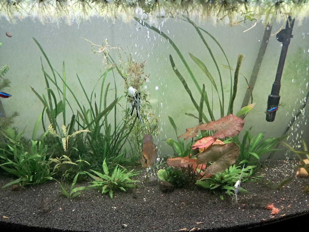 COMPLEET JUWEL AQUARIUM TE KOOP, Dieren en Toebehoren, Ophalen, Gebruikt, Inclusief vissen, Leeg aquarium