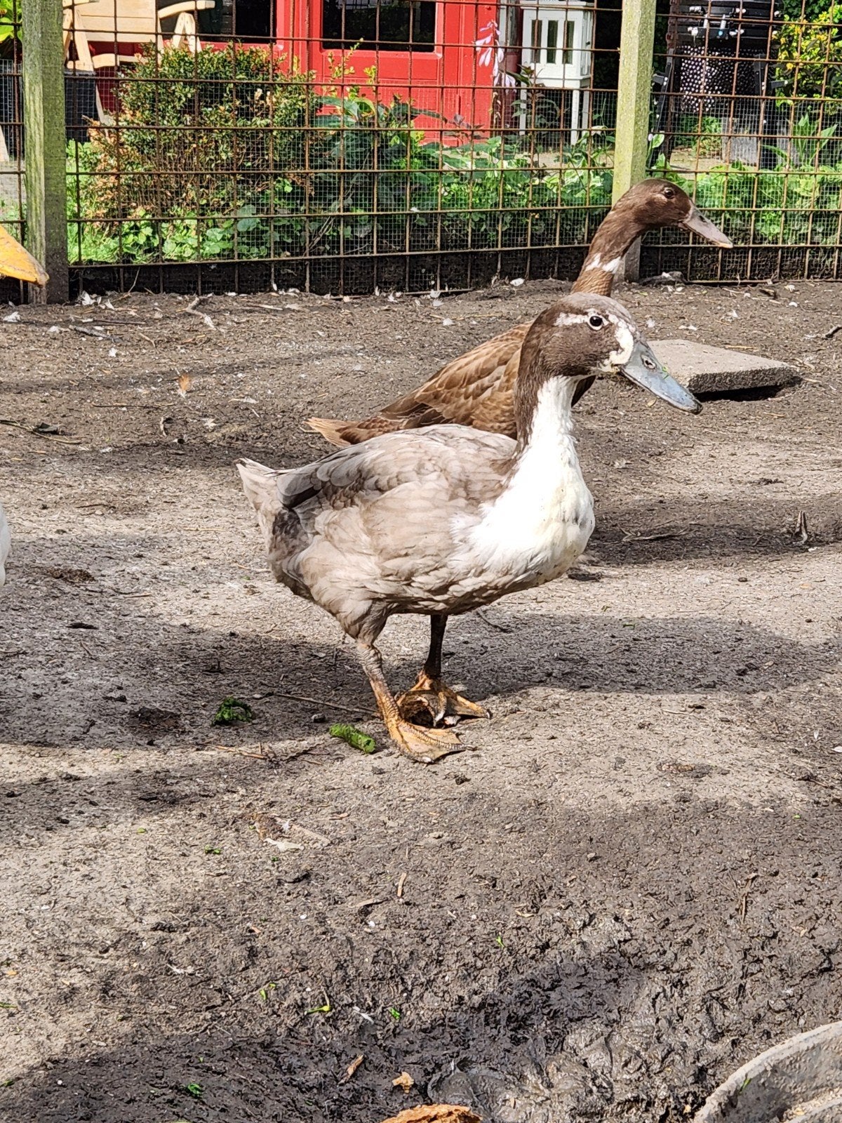 Verschillende soorten jonge eenden., Dieren en Toebehoren, Pluimvee, Meerdere dieren, Eend
