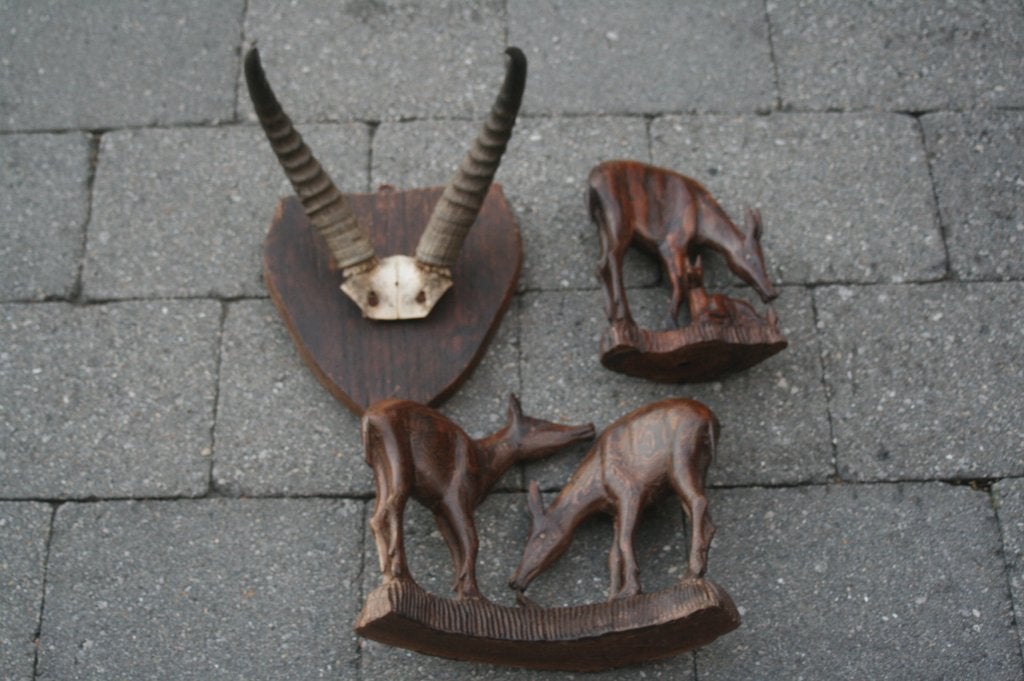Hoorns van een springbok / antilope + gratis houten beelden, Ophalen, Gebruikt, Wild dier, Beeldje of Figuurtje