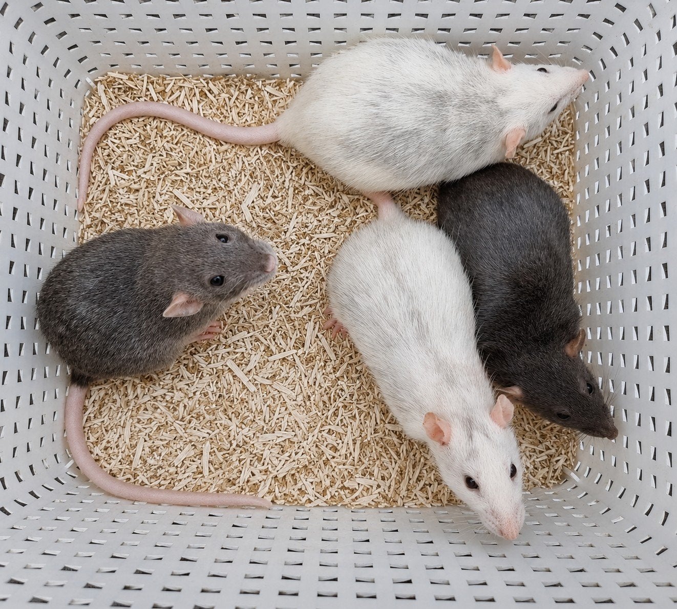 Leuke jonge ratjes, handtam uit huiselijke sfeer, Mei, Meerdere dieren, Rat