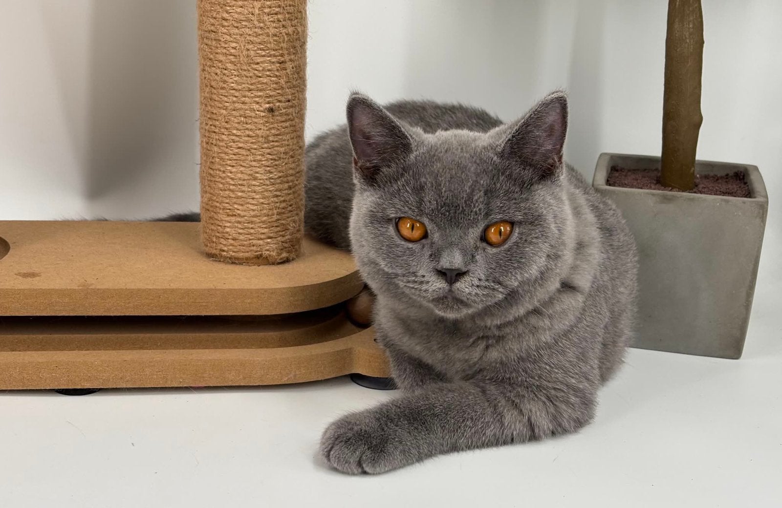 Britse Brits korthaar kitten kater en poes, Dieren en Toebehoren, Katten en Kittens | Raskatten | Korthaar, Meerdere dieren, Gechipt