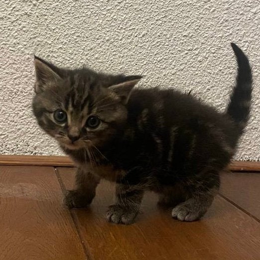 Ragdoll  Perzische Angora kittens, Dieren en Toebehoren, Geslacht onbekend, Langharig, 0 tot 2 jaar