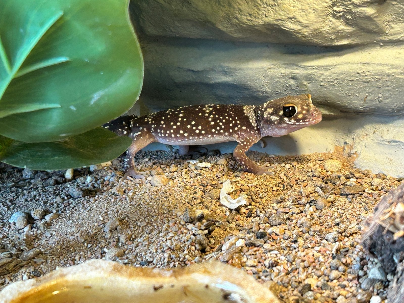 dikstaartschorsgekko (Underwoodisaurus milii), Met terrarium, 0 tot 2 jaar