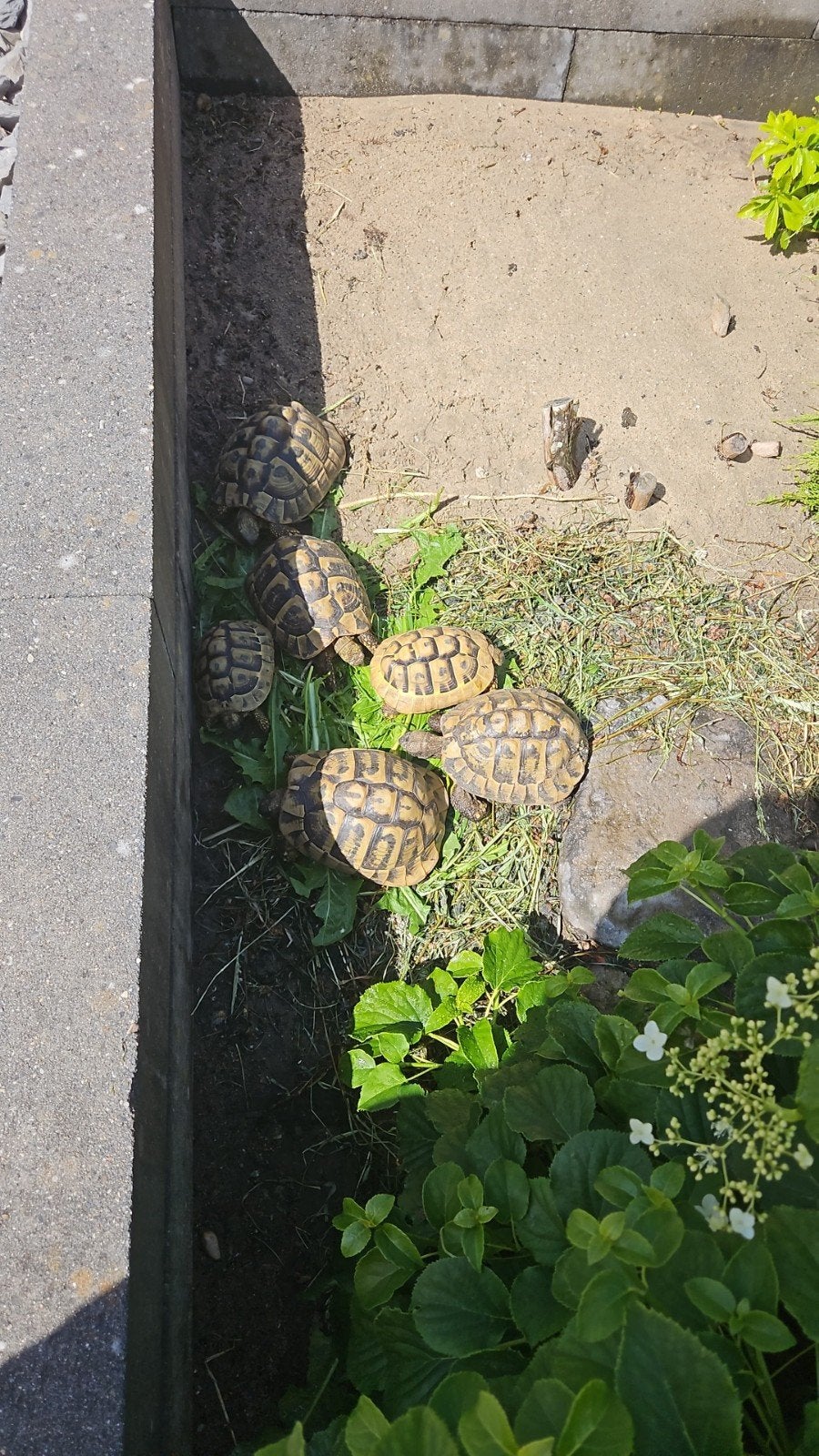 Lieve Griekse landschildpadden nakweek 2026 Tortoise photo 7
