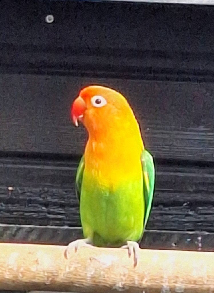 agapornis fischeri dwergpapegaai, Geslacht onbekend, Dwergpapegaai of Agapornis