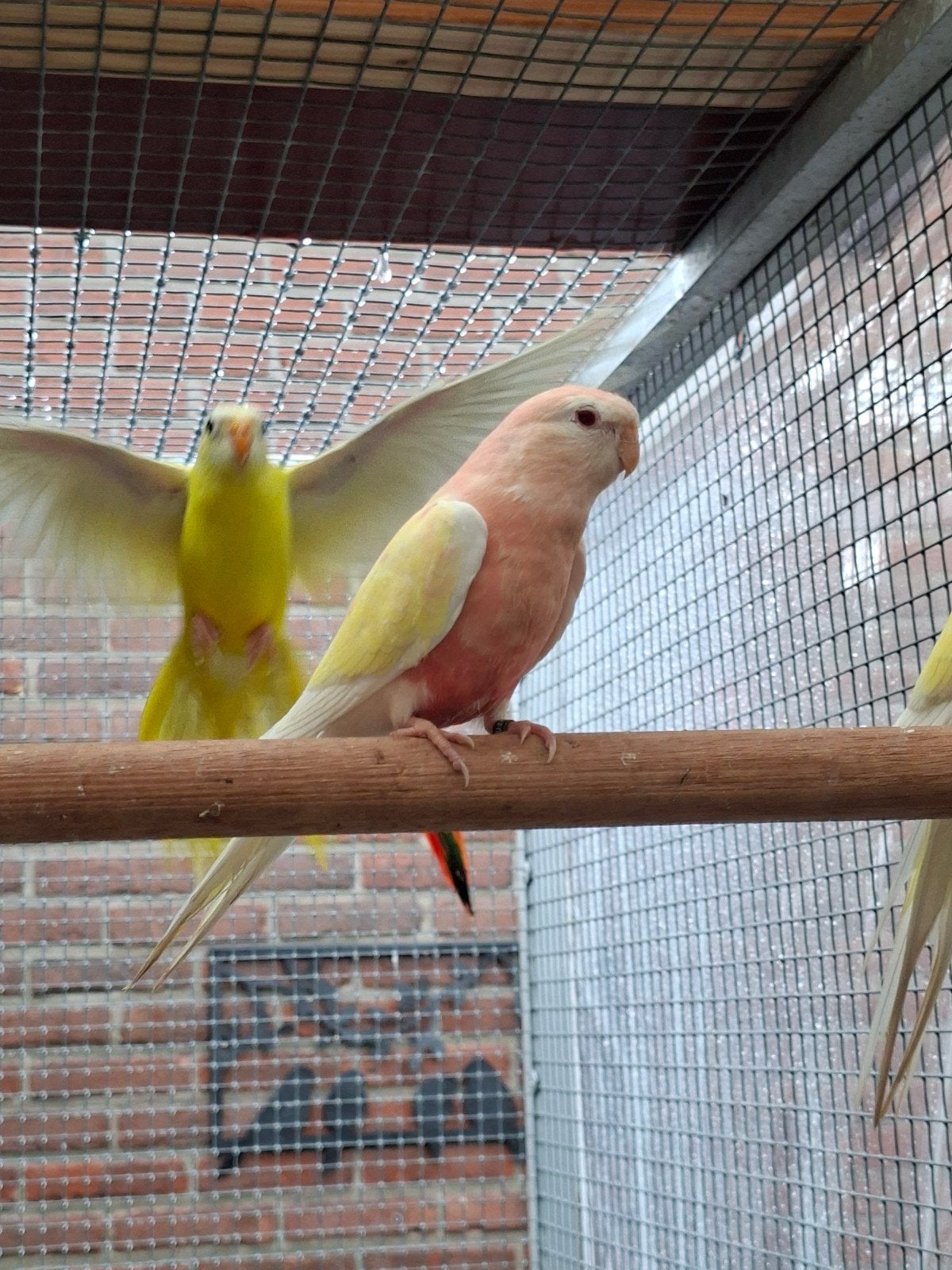 bourkes, Dieren en Toebehoren, Vogels | Parkieten en Papegaaien, Meerdere dieren, Parkiet