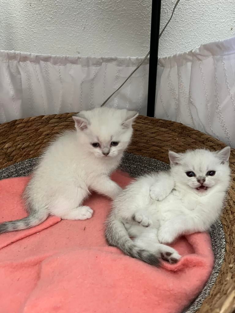 Mooie silver shaded (point) kittens te koop, Meerdere dieren, Ontwormd, 0 tot 2 jaar