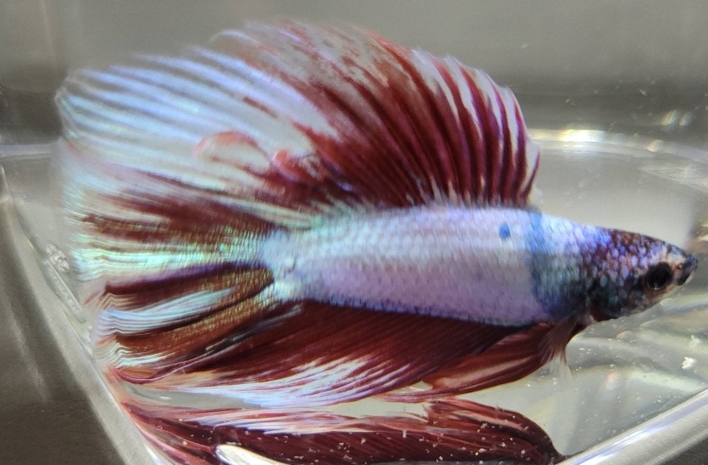 Hobbyaquarium Betta SP Doubletail Male /Siamese Kempvis, Vis, Zoetwatervis, Schoolvis