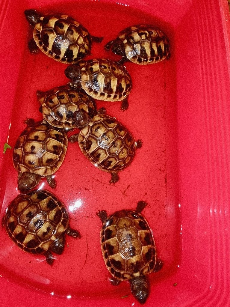 Griekse landschildpadden NK26 Tortoise photo 2
