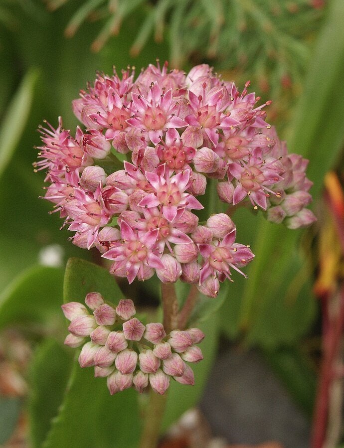 Sedum telephium – Hemelsleutel, Bio, Volle zon, Vaste plant, Zomer, Ophalen
