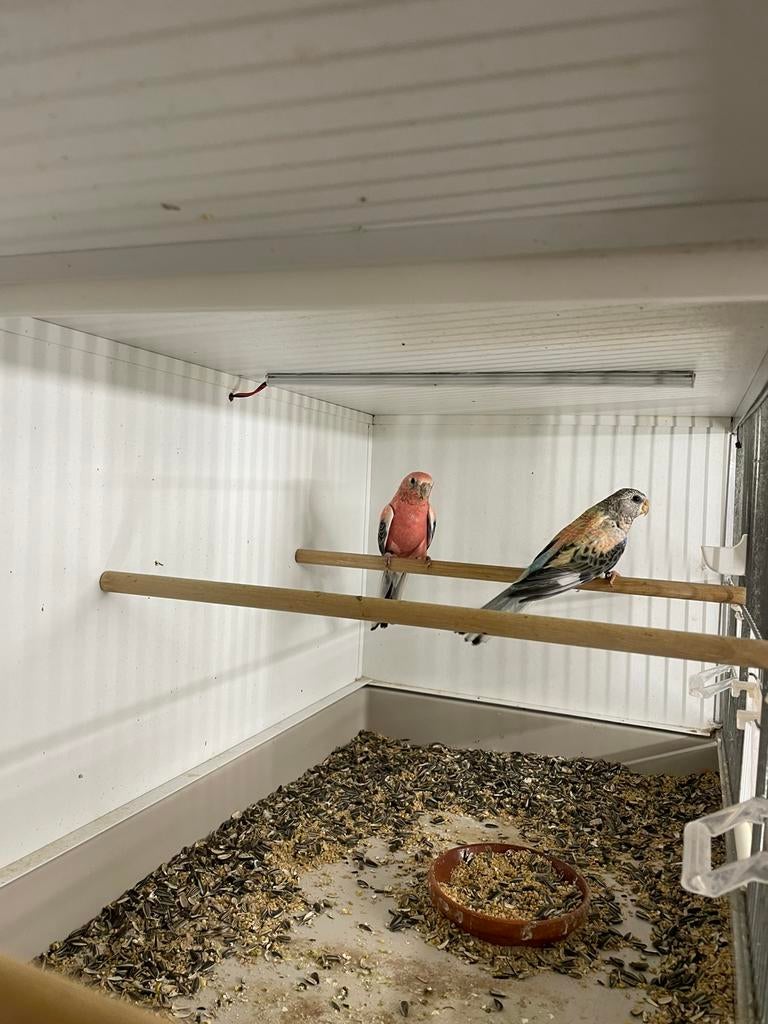 Boerke, Meerdere dieren, Parkiet