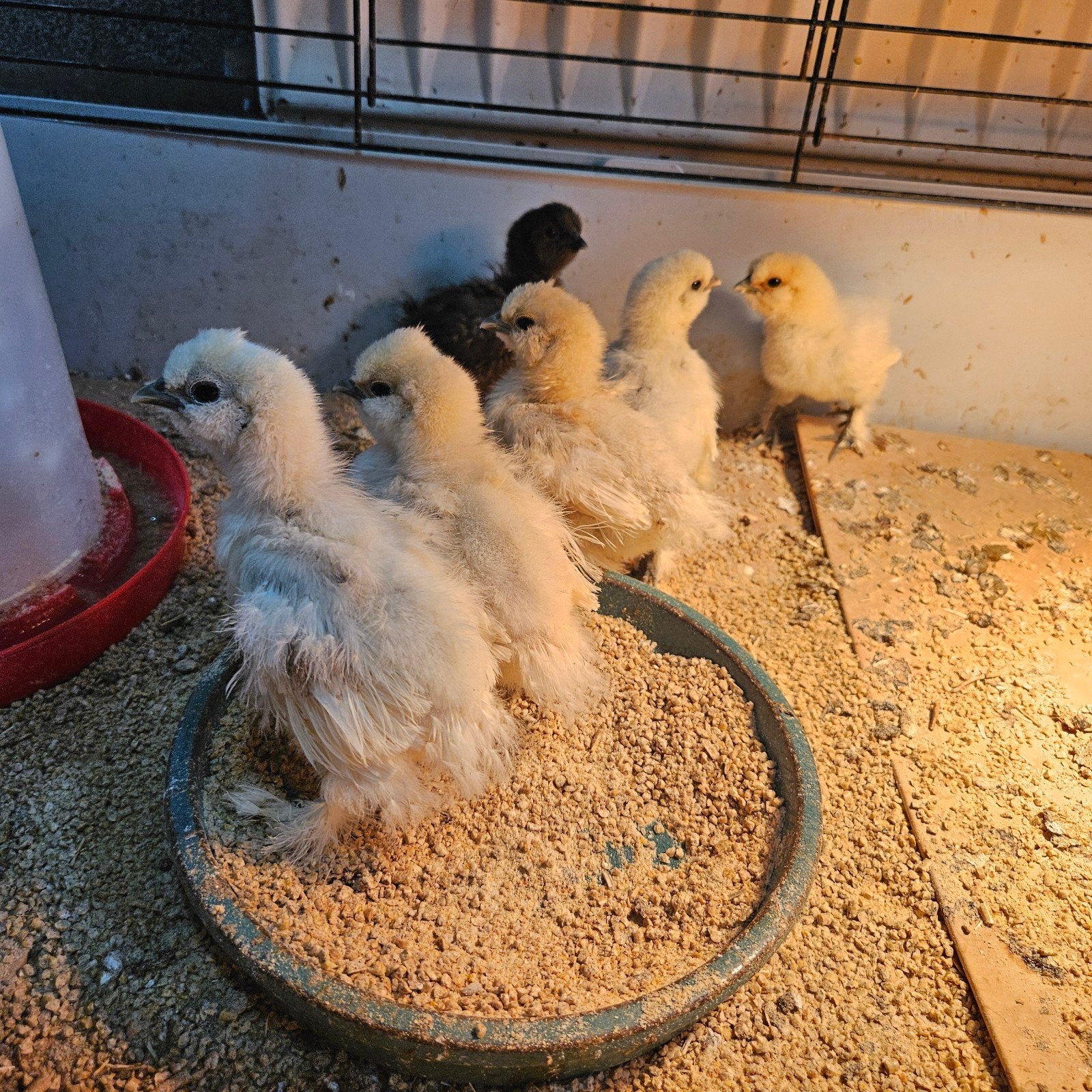 Zijdehoen kuikens, Dieren en Toebehoren, Mei, Geslacht onbekend, Overige typen