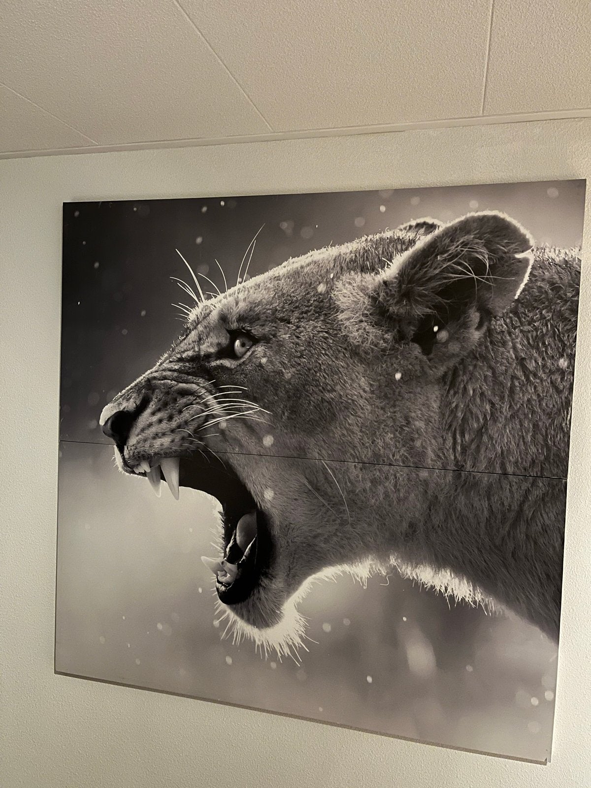 Schilderij leeuw - 160x160cm 2 delen, Ophalen, Dieren, Print, Overige materialen