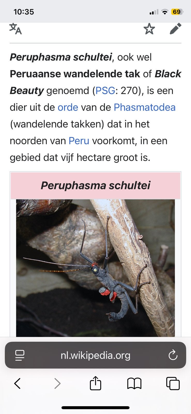 Black beautys en wandelende takken in grote vaas, Wandelende tak