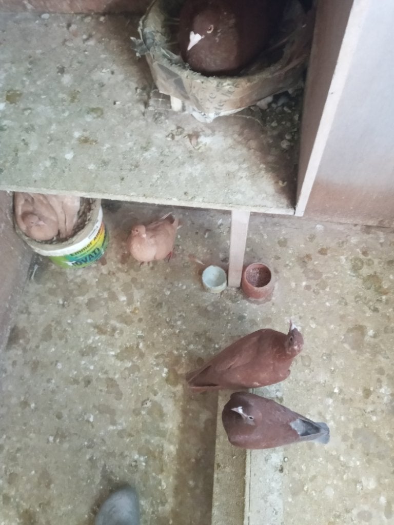 Kleurpostduiven, Dieren en Toebehoren, Meerdere dieren, Postduif