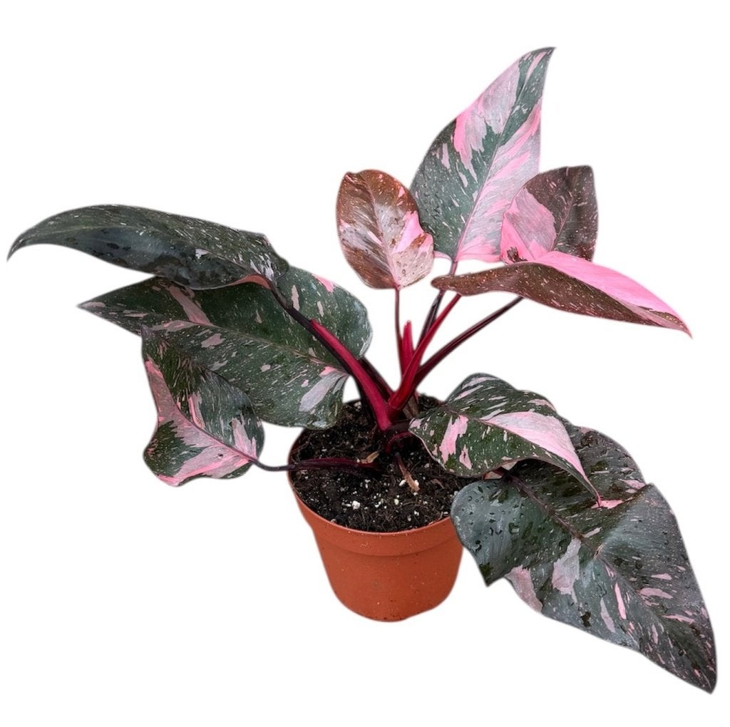 Philodendron Pink Princess | P14 | 30 CM Hoog, Huis en Inrichting, Kamerplanten, Overige soorten, In pot, Minder dan 100 cm, Groene kamerplant