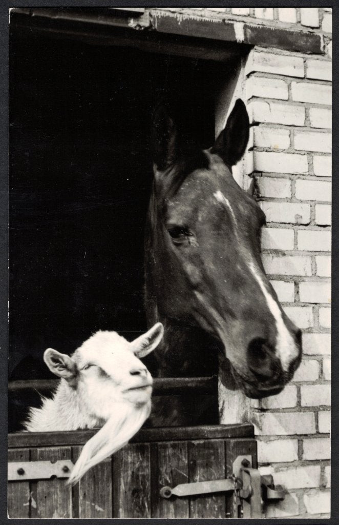 Paardenkamp Soest Rijpaard Bibi en bok Aron., Ophalen of Verzenden, 1980 tot heden, Ongelopen, Paard