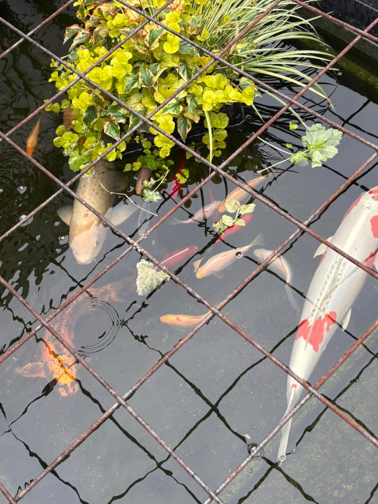 Vis(sen) koi karpers en normale, Goudvis(sen)