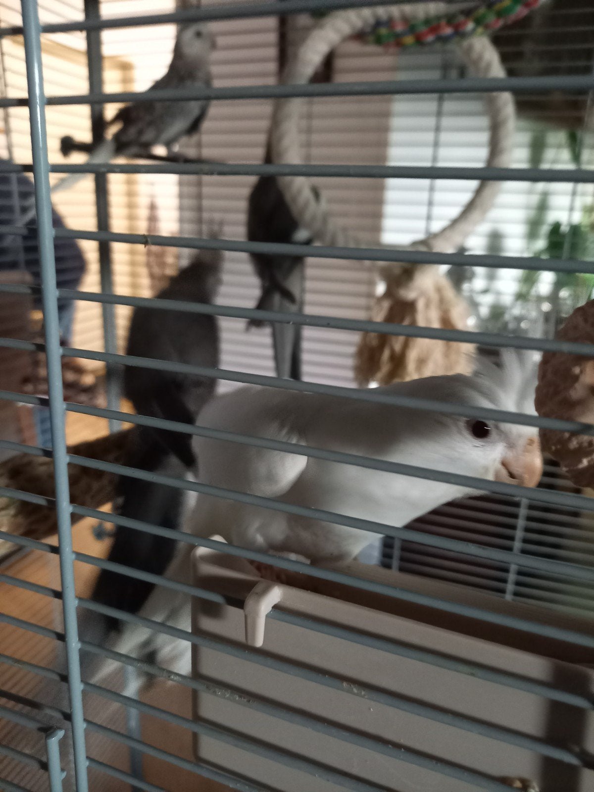 2 Valkparkieten, Meerdere dieren, Parkiet