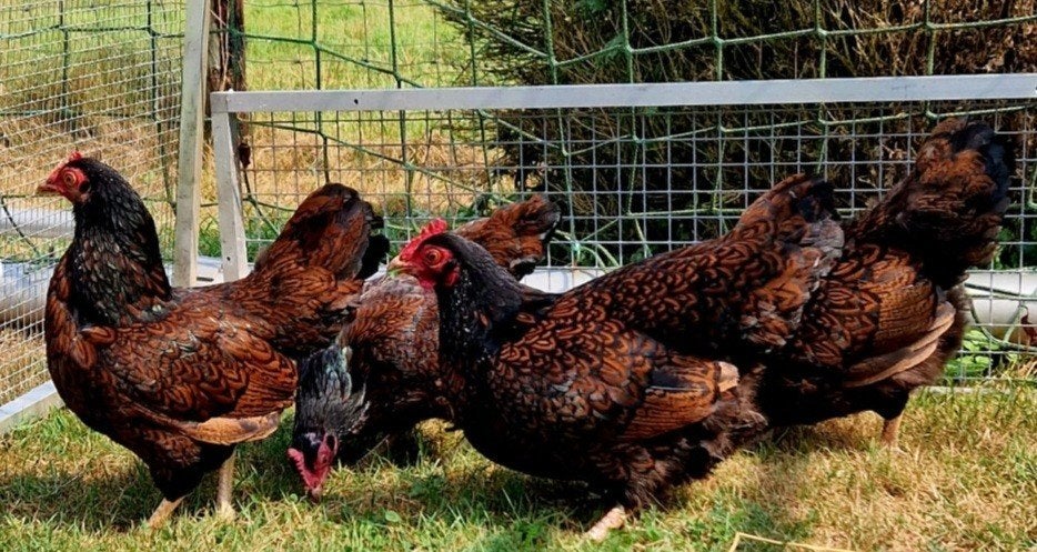 te koop 2 dubbel gezoomde barnevelder hennen, Dieren en Toebehoren, Pluimvee, Vrouwelijk, Kip