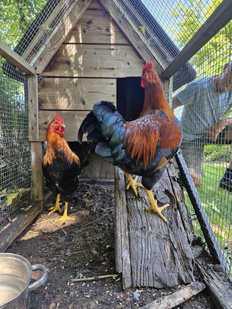 Welsumer hanen 3 stuks, Dieren en Toebehoren, Pluimvee, Mannelijk, Kip