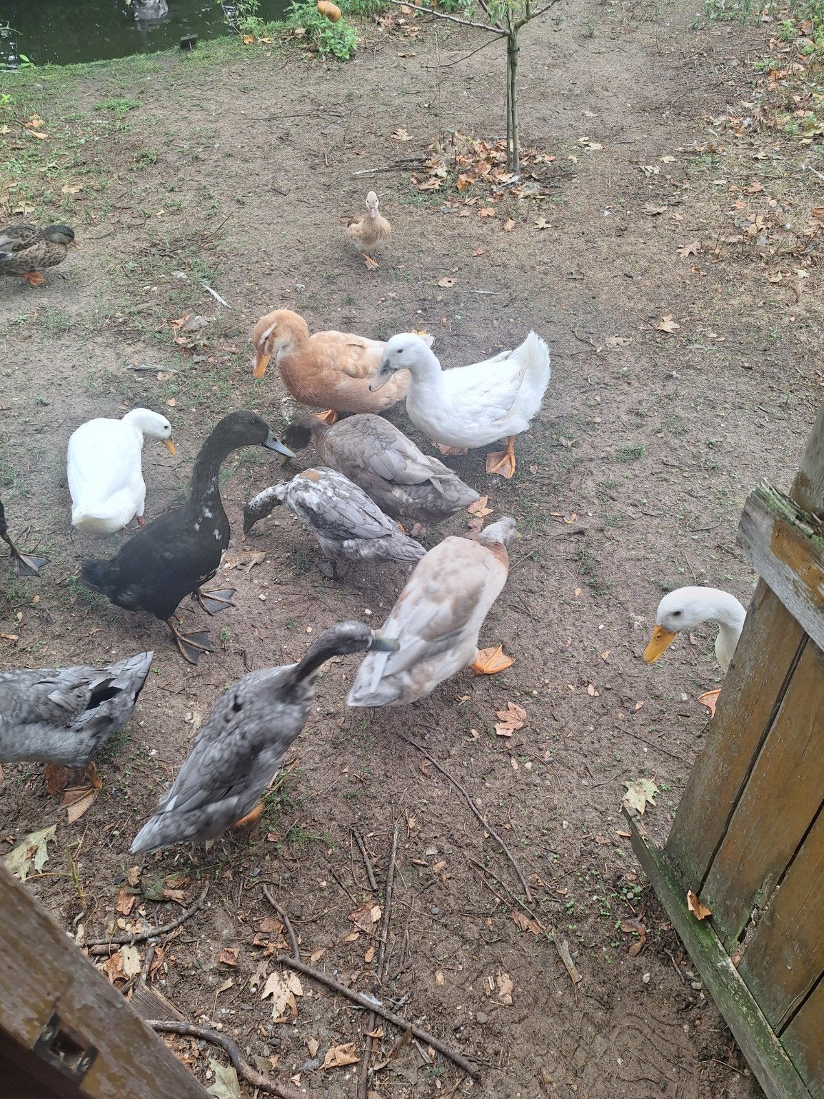 loopeenden, Dieren en Toebehoren, Pluimvee, Meerdere dieren, Eend