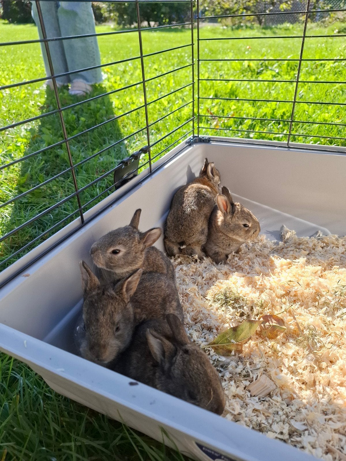 6 tamme baby konijntjes te koop, Meerdere dieren, 0 tot 2 jaar