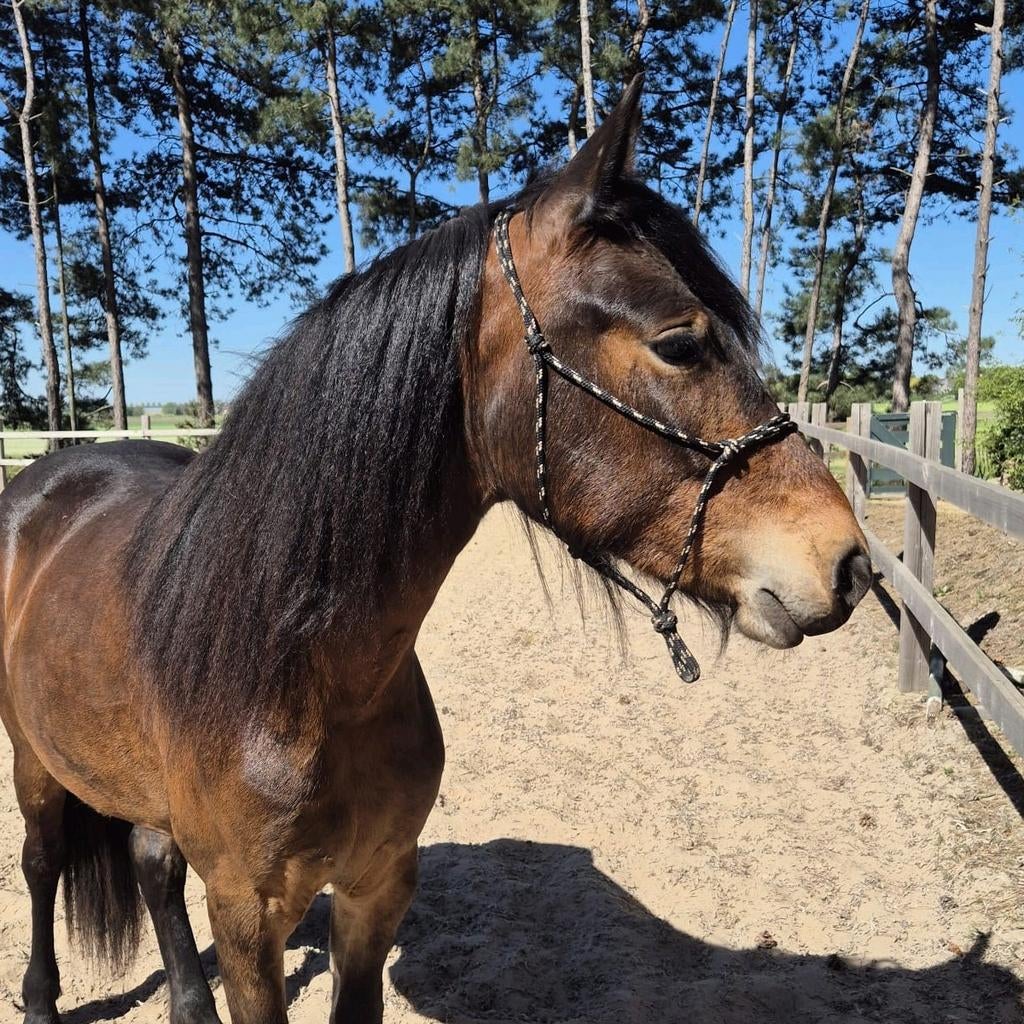 2 jarige merrie te koop, Dieren en Toebehoren, Paarden, Minder dan 160 cm, 0 tot 2 jaar, Onbeleerd, Recreatiepaard