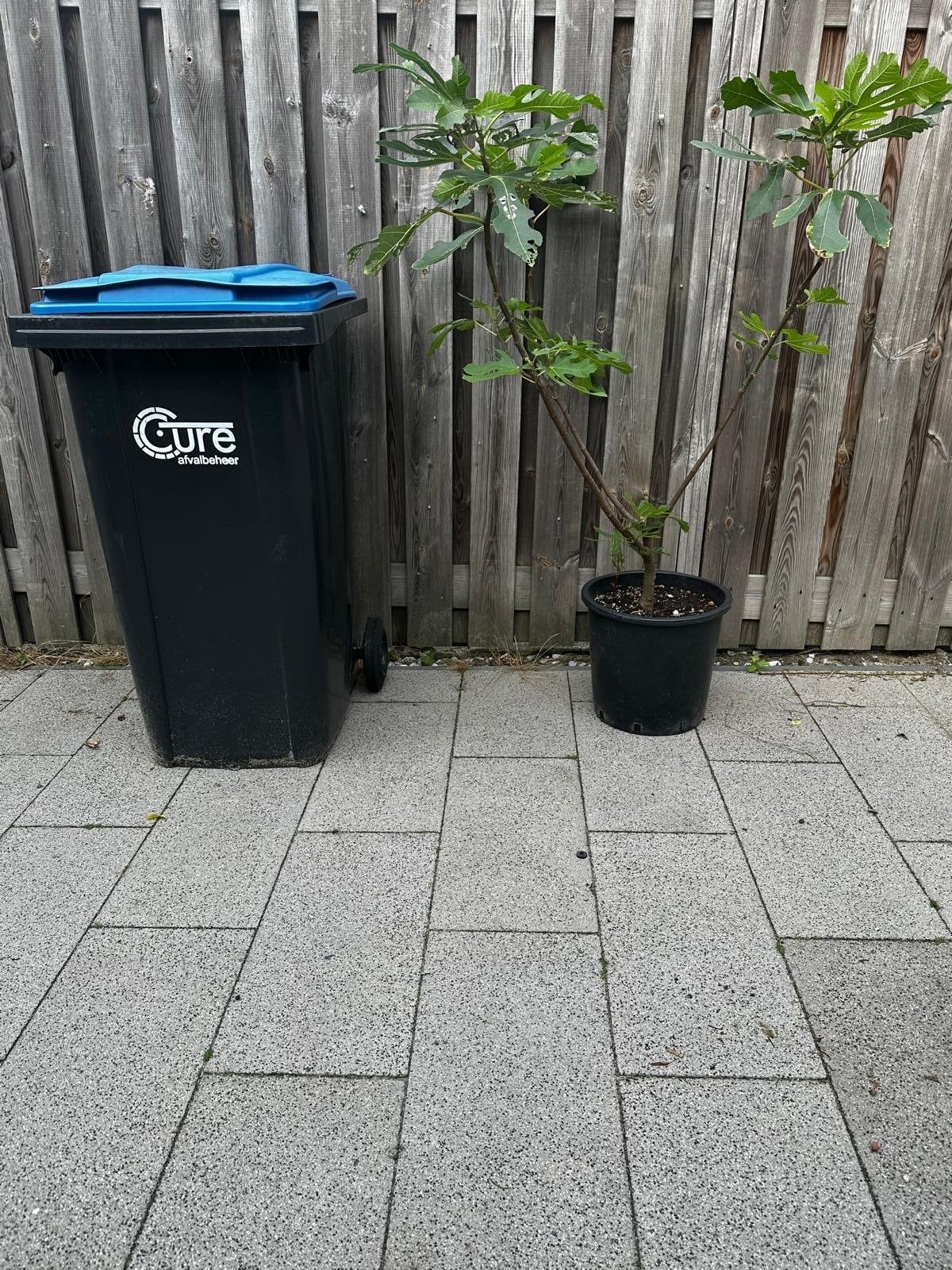 Ficus carica 'Little Miss Figgy' (dwergvijgenboom), Ophalen, Lente, Volle zon, In pot
