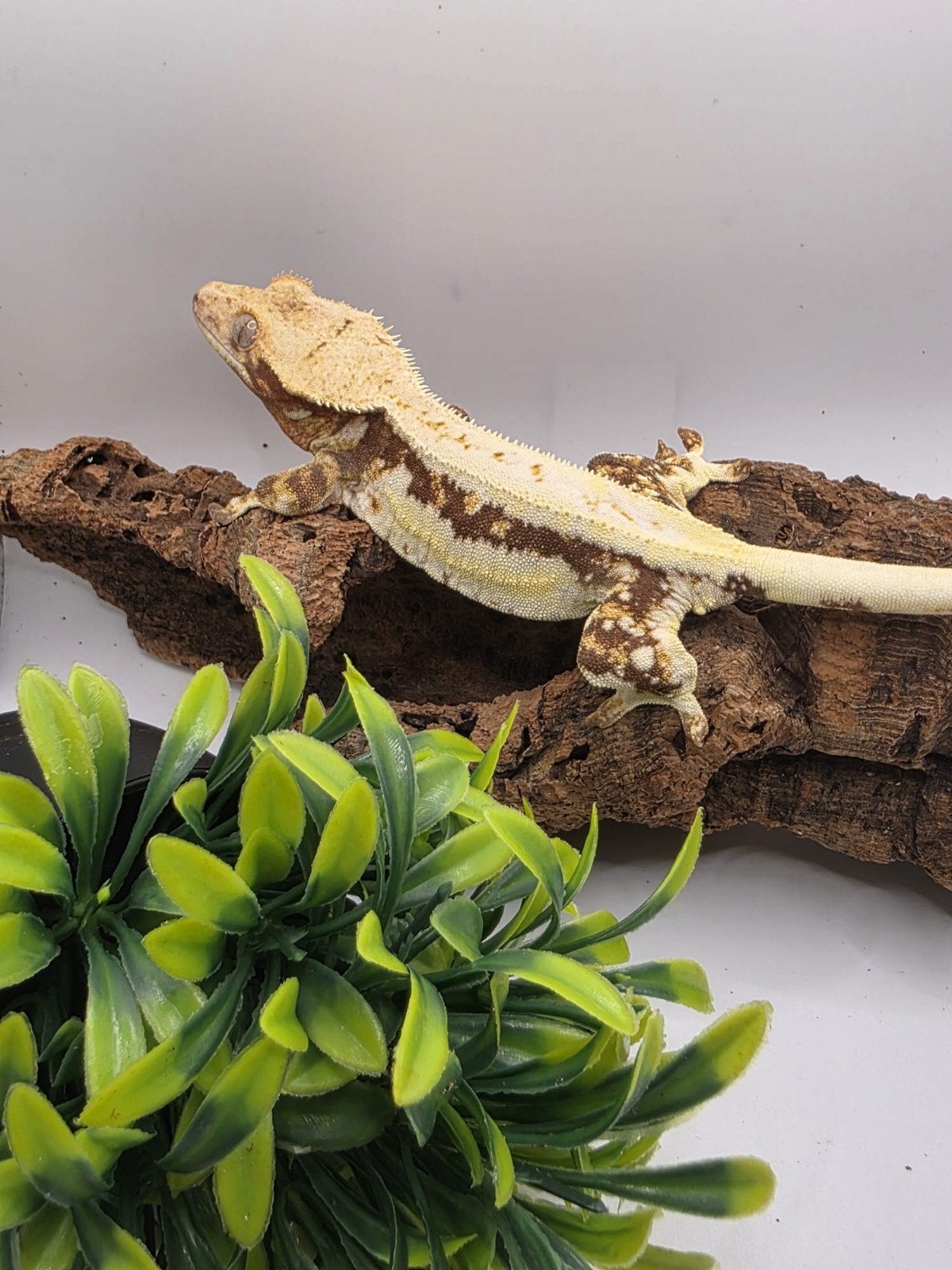 crested gecko- Correlophus ciliatus- wimpergekko, Dieren en Toebehoren, Hagedis, 3 tot 6 jaar