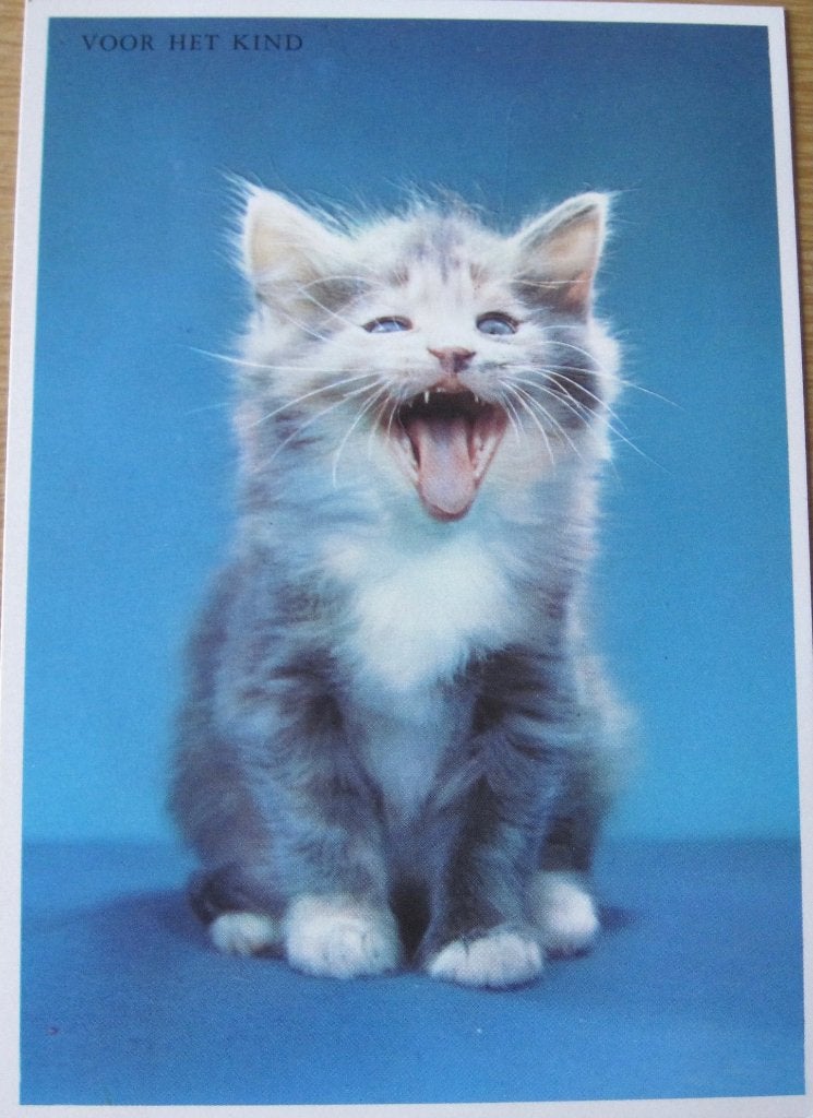 voor het kind - poesje - 1967 - ontwerp Walter Chandoha, Verzenden, 1960 tot 1980, Ongelopen, Hond of Kat