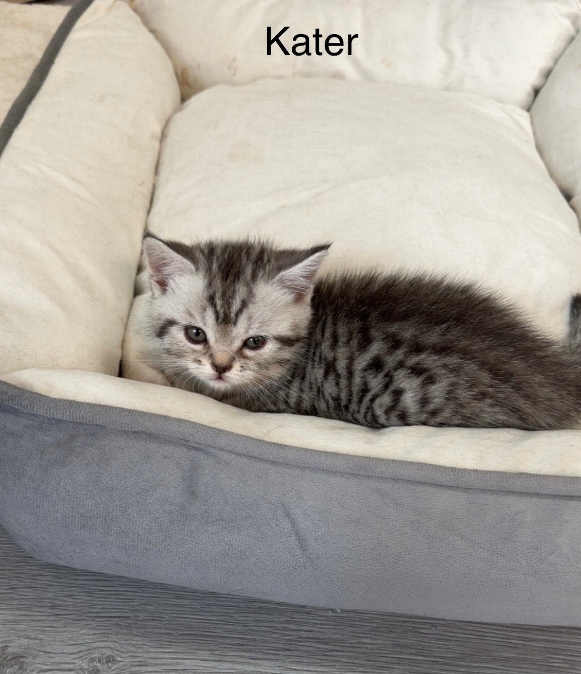 Foto 3 van Raszuivere britse korthaar kittens (exclusive kleuren)
