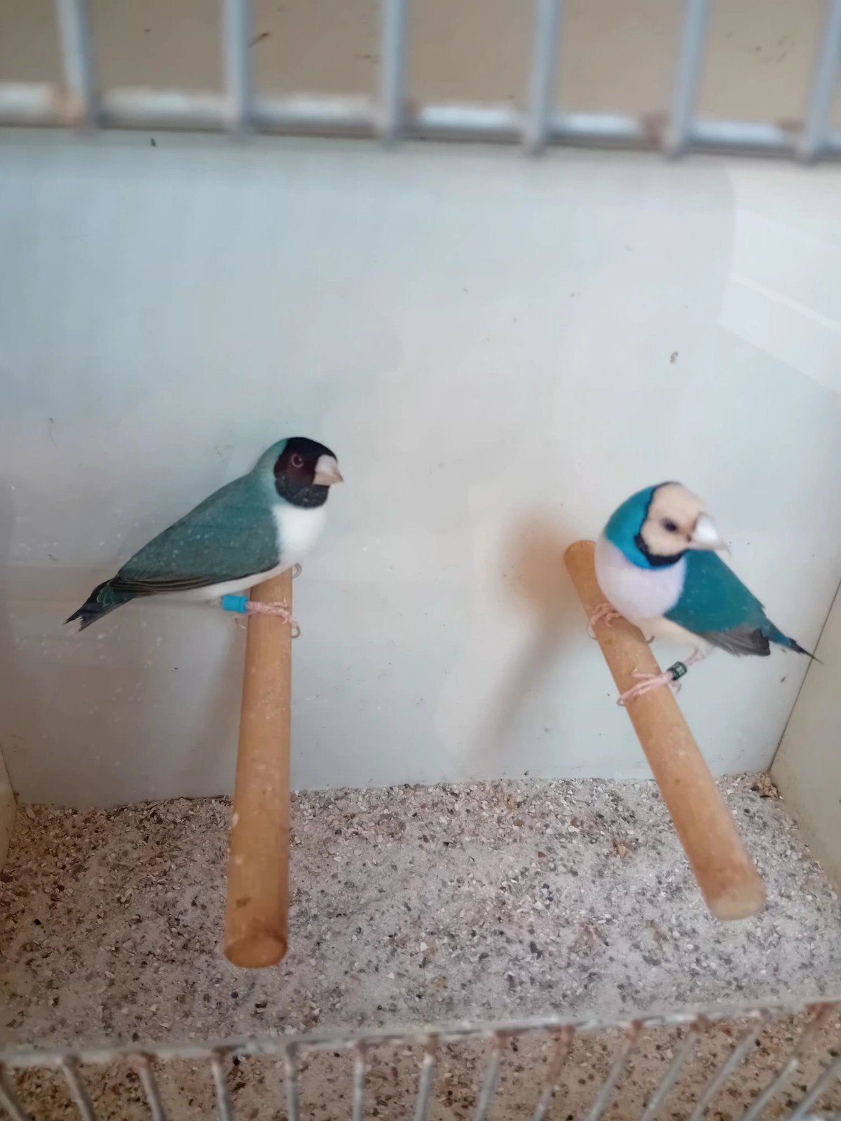blauwe goudamadines te koop, Dieren en Toebehoren, Vogels | Overige Vogels, Mannelijk