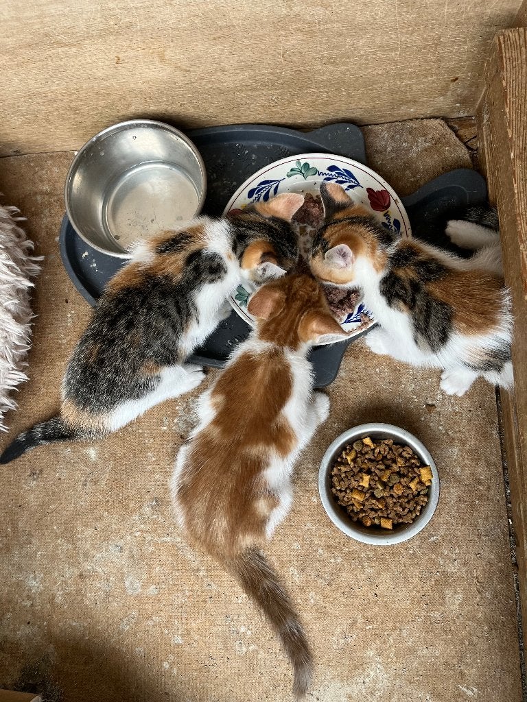 in huis opgegroeide zeer gesocialiseerde kittens, Meerdere dieren, Ontwormd, 0 tot 2 jaar