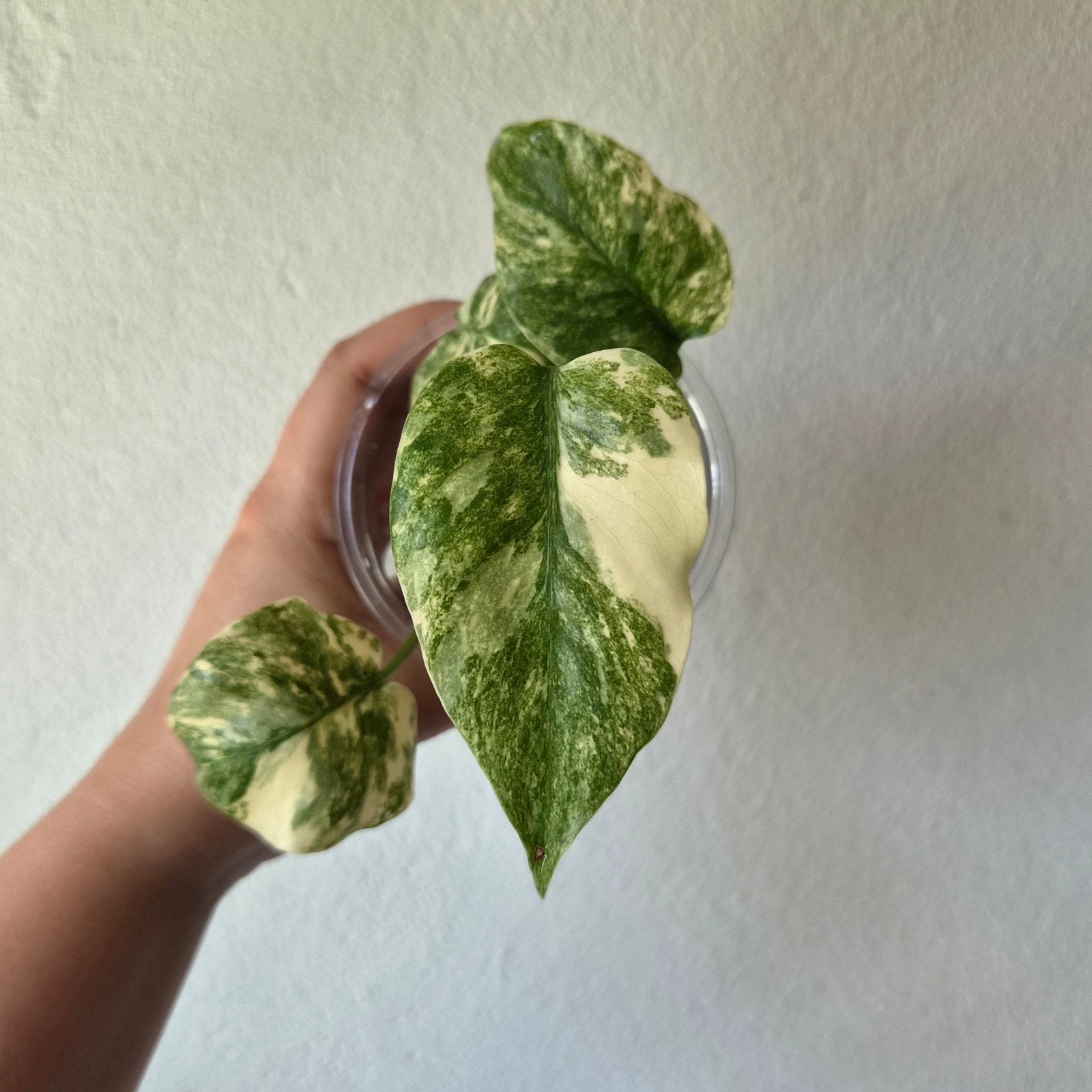 Monstera Legacy, Ophalen of Verzenden