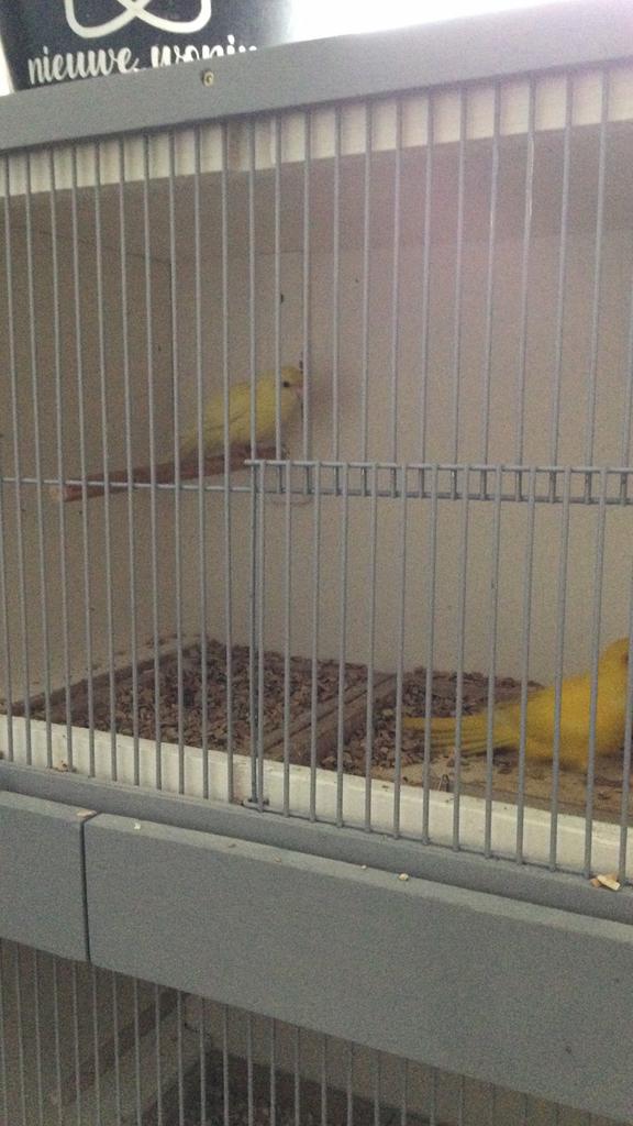 Kakariki koppel, Ophalen, Zo goed als nieuw, Hout, Vogelkooi