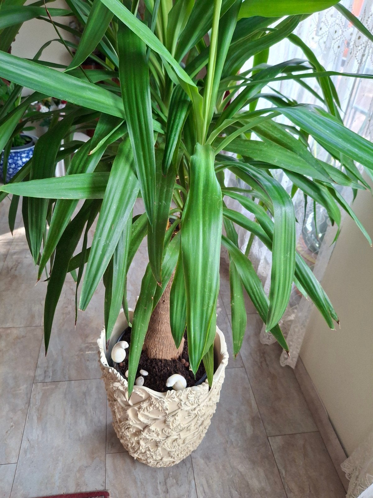 Grote Yucca in Barok Kunststof Pot - 160 cm Hoog, Ophalen of Verzenden, Gebruikt, Kunststof, Klassiek