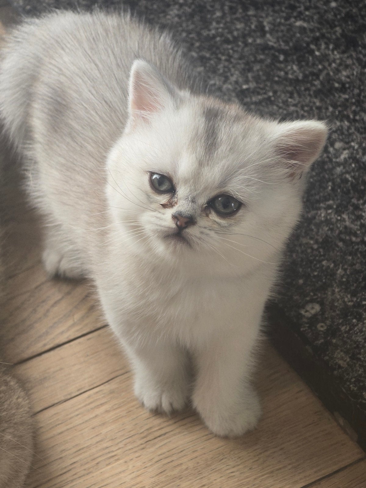 Britse korthaar silver shaded kitten met stamboom, Kater