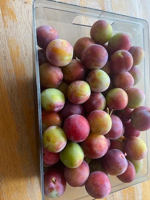 pruimen te koop reine Victoria, Ophalen