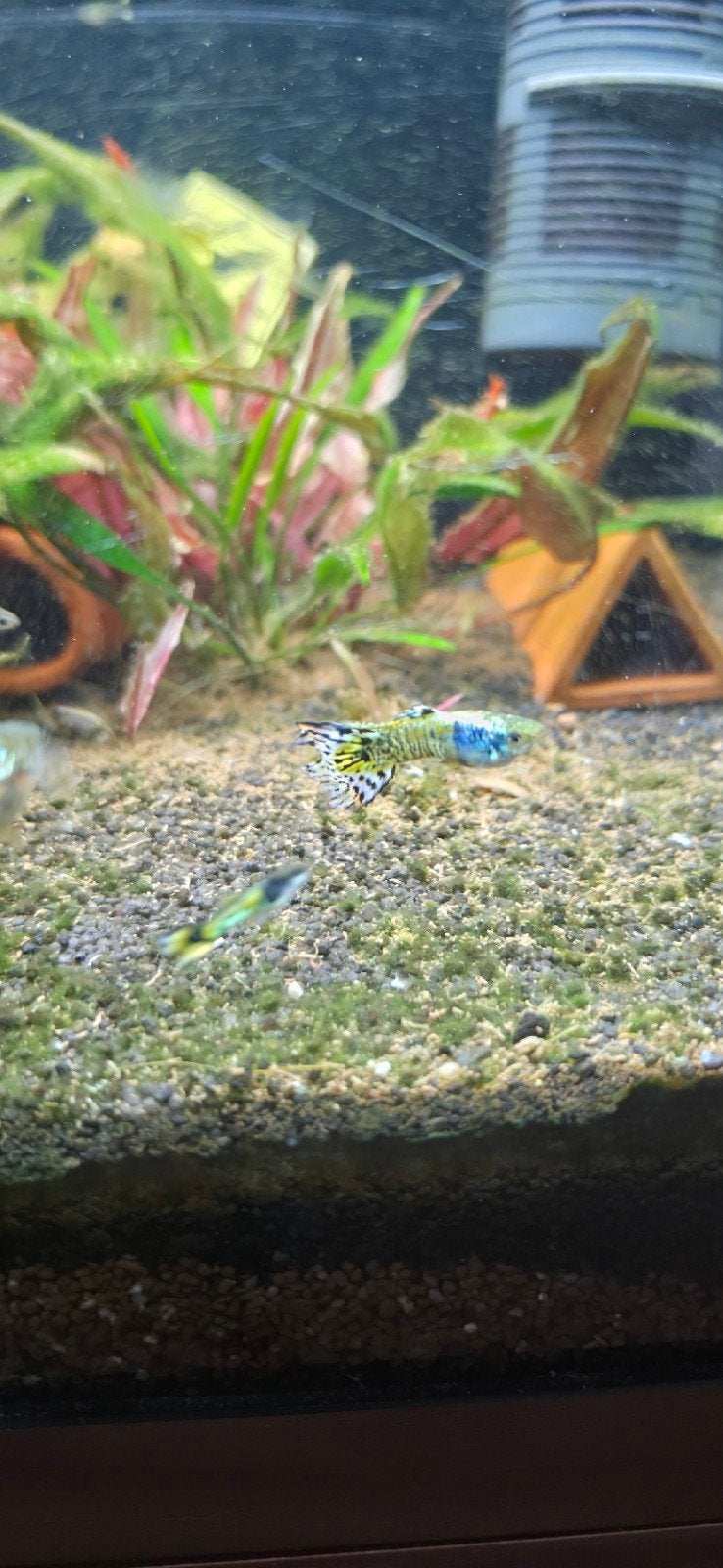 Yellow Tiger King - Guppen, Vis, Zoetwatervis, Schoolvis