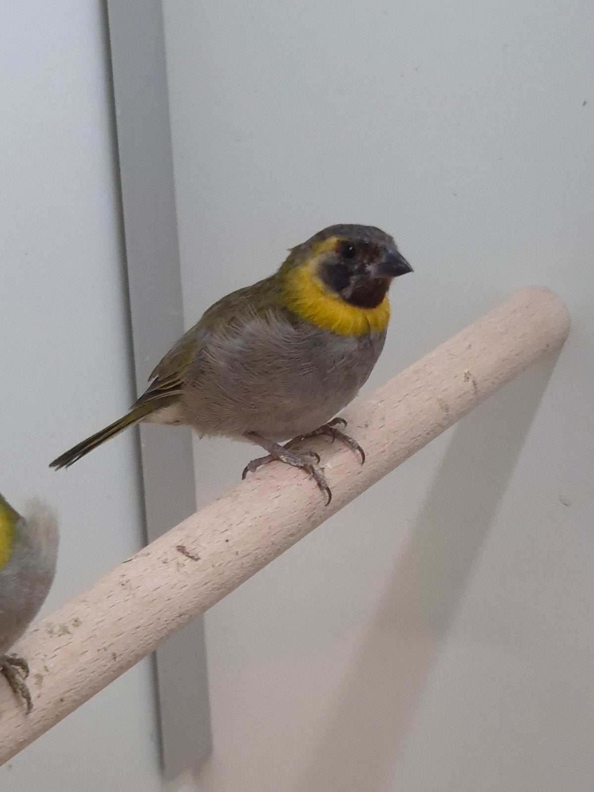 2-1 Kleine cubavinken, Dieren en Toebehoren, Vogels | Overige Vogels, Meerdere dieren, Tropenvogel, Geringd